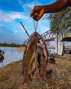 image de poissons pechés à la Dibamba Douala